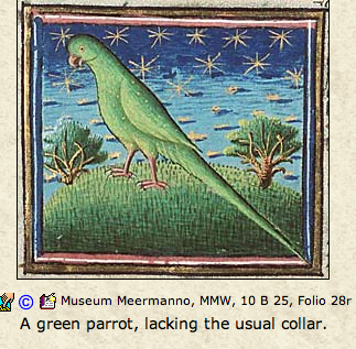 future/istic parrot looks speculatively to the stars