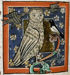 magpie-and-owl